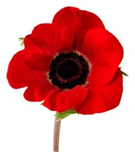 Legacy Poppy