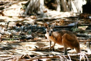 Kangaroo
