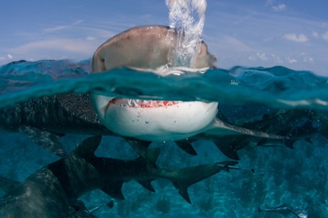 Lemon Shark ©Willy Volk on Flickr