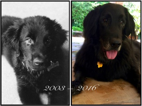 shadow-2003-2016